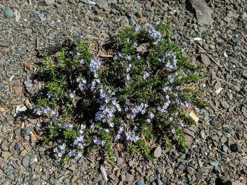 Rosemary