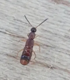 Drusilla canaliculata thumbnail 2