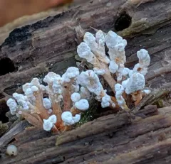 Cordyceps memorabilis thumbnail 3
