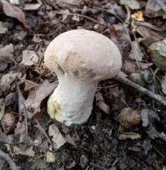 Pestle Puffball thumbnail 2