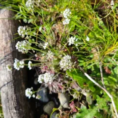 Shepherd's Cress thumbnail 4