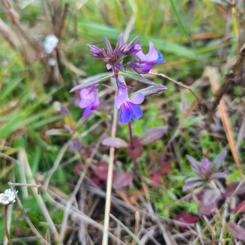 Giant Blue-eyed Mary