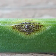 Bluebell rust thumbnail 2
