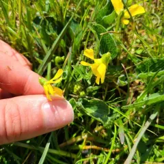 Canary Violet thumbnail 4