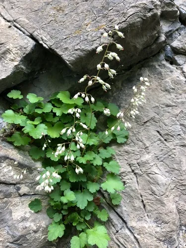 pink alumroot