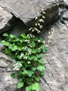 pink alumroot thumbnail 1