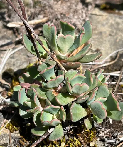 roseflower stonecrop