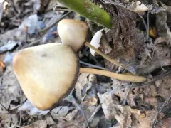 Tall Psathyrella thumbnail 2