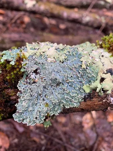 Heterodermia langdoniana