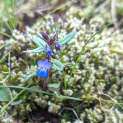Giant Blue-eyed Mary thumbnail 4