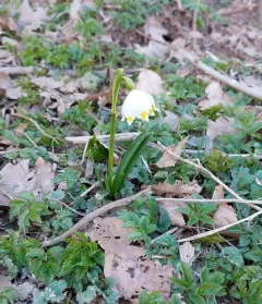Spring Snowflake thumbnail 4