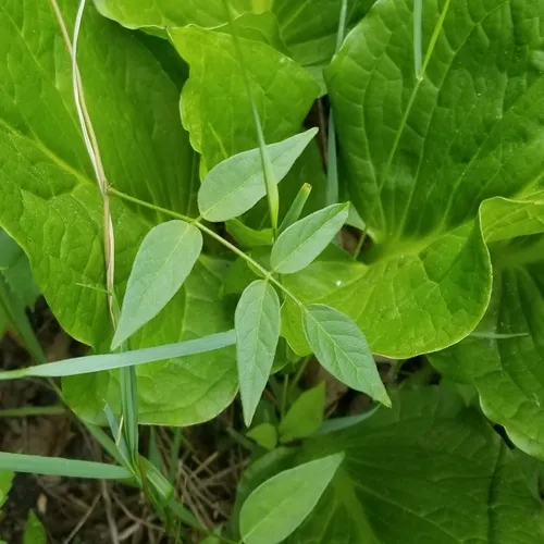 American groundnut