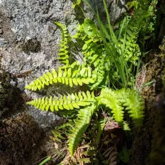 Narrowleaf sword fern thumbnail 2