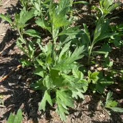 California mugwort thumbnail 4