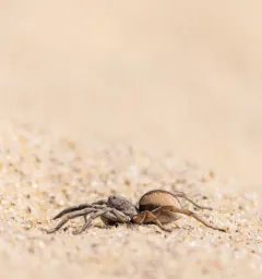 Geolycosa pikei thumbnail 3
