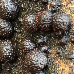 Cramp Balls thumbnail 4