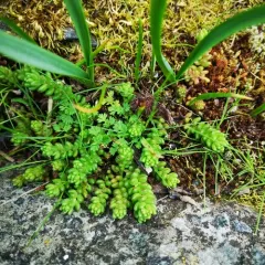 white stonecrop thumbnail 4