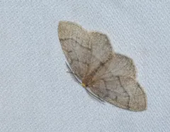 Curved-lined Looper Moth thumbnail 3