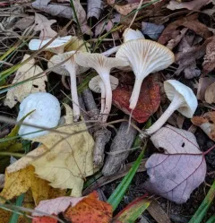 Snowy Waxcap thumbnail 3