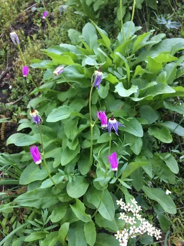 frigid shooting star