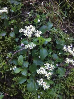 Gorman's Saxifrage thumbnail 1