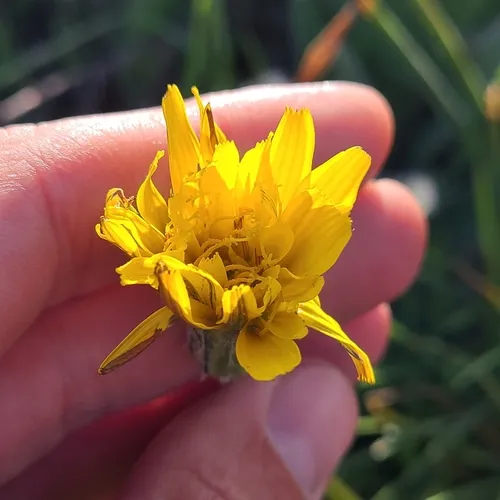 sagebrush false-dandelion