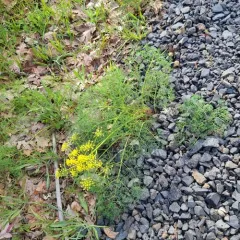 Klickitat desert parsley thumbnail 3