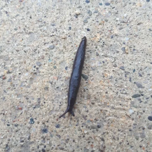 Meadow Slug