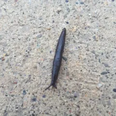 Meadow Slug thumbnail 1