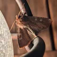 Reddish Speckled Dart thumbnail 2