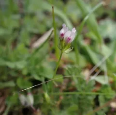 few-flowered clover thumbnail 4