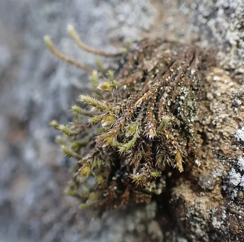 Starry Hoarmoss