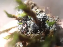 Fuscopannaria cyanolepra thumbnail 2