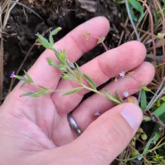 slender phlox thumbnail 4