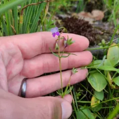 fewflower blue-eyed Mary thumbnail 3