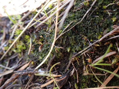 Phymatoceros bulbiculosus