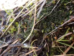 Phymatoceros bulbiculosus thumbnail 1