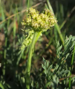Peck's lomatium thumbnail 3