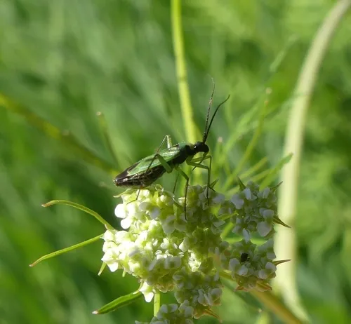 Green Plant Bug