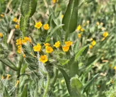 tarweed fiddleneck thumbnail 4