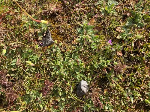 Mediterranean Stork's-bill
