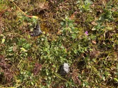 Mediterranean Stork's-bill thumbnail 1