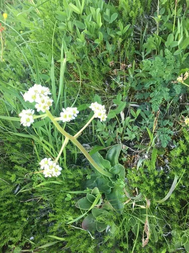 Saddle Mountain Saxifrage
