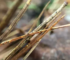 pine needle split thumbnail 1