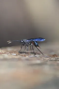 Urocerus taxodii thumbnail 1