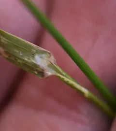 Swamp Meadow-grass thumbnail 1