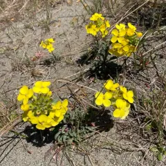 headland wallflower thumbnail 4