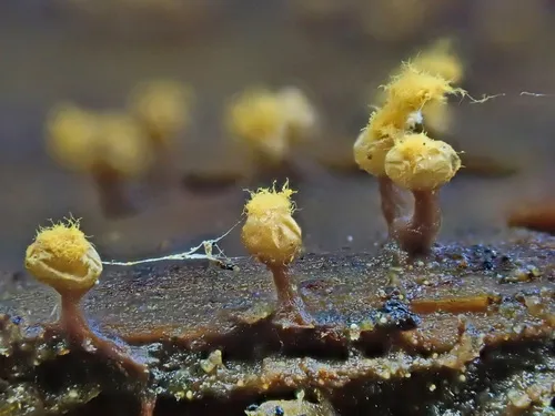 Trichia subfusca