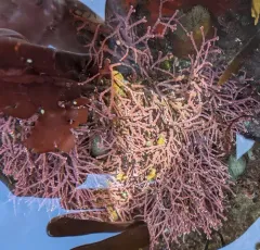 Calliarthron tuberculosum thumbnail 3