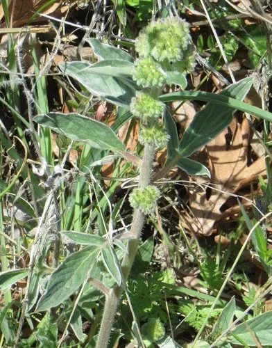 virgate scorpionweed